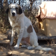 AMMOS, Hund, Mischlingshund in Griechenland - Bild 7