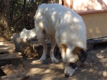 AMMOS, Hund, Mischlingshund in Griechenland - Bild 8