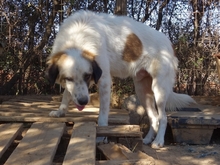 AMMOS, Hund, Mischlingshund in Griechenland - Bild 9