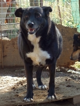 BERRY, Hund, Mischlingshund in Griechenland - Bild 1