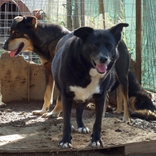 BERRY, Hund, Mischlingshund in Griechenland - Bild 10