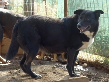 BERRY, Hund, Mischlingshund in Griechenland - Bild 11