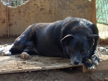 BERRY, Hund, Mischlingshund in Griechenland - Bild 2