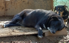 BERRY, Hund, Mischlingshund in Griechenland - Bild 3