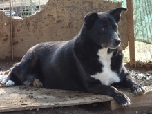 BERRY, Hund, Mischlingshund in Griechenland - Bild 5