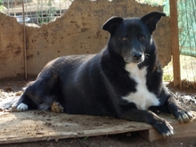 BERRY, Hund, Mischlingshund in Griechenland - Bild 6