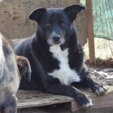 BERRY, Hund, Mischlingshund in Griechenland - Bild 8