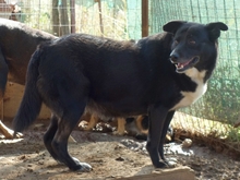 BERRY, Hund, Mischlingshund in Syke - Bild 11