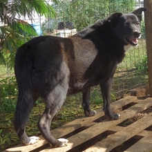 BERRY, Hund, Mischlingshund in Syke - Bild 12
