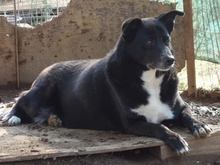 BERRY, Hund, Mischlingshund in Syke - Bild 5