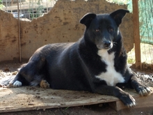 BERRY, Hund, Mischlingshund in Syke - Bild 6