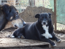 BERRY, Hund, Mischlingshund in Syke - Bild 9