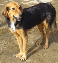 FOUREIRA, Hund, Mischlingshund in Griechenland - Bild 1
