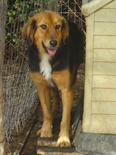 FOUREIRA, Hund, Mischlingshund in Griechenland - Bild 2