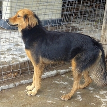 FOUREIRA, Hund, Mischlingshund in Griechenland - Bild 3
