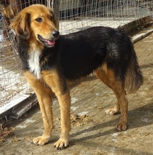 FOUREIRA, Hund, Mischlingshund in Griechenland - Bild 4