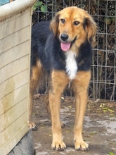 FOUREIRA, Hund, Mischlingshund in Griechenland - Bild 5