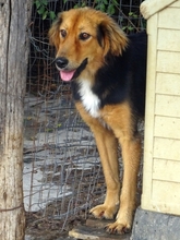 FOUREIRA, Hund, Mischlingshund in Griechenland - Bild 6