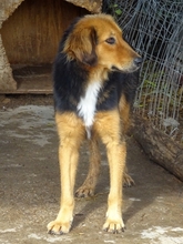 FOUREIRA, Hund, Mischlingshund in Griechenland - Bild 7