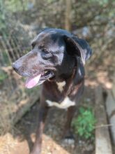 BEAN, Hund, Mischlingshund in Weilheim - Bild 14