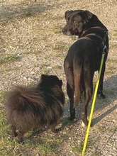 BEAN, Hund, Mischlingshund in Weilheim - Bild 16