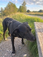 BEAN, Hund, Mischlingshund in Weilheim - Bild 23