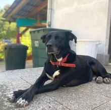 BEAN, Hund, Mischlingshund in Weilheim - Bild 26