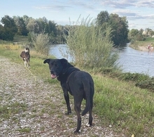 BEAN, Hund, Mischlingshund in Weilheim - Bild 27