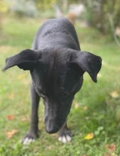 BEAN, Hund, Mischlingshund in Weilheim - Bild 29