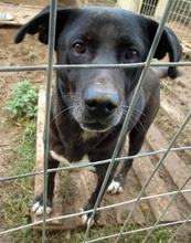 BEAN, Hund, Mischlingshund in Weilheim - Bild 5