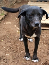 BEAN, Hund, Mischlingshund in Weilheim - Bild 6