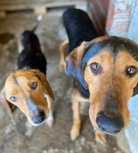 ARTEMIS, Hund, Deutsche Bracke in Griechenland - Bild 12