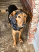 ARTEMIS, Hund, Deutsche Bracke in Griechenland - Bild 2