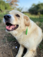 MONA, Hund, Mischlingshund in Griechenland - Bild 2