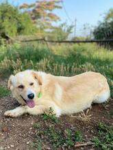 MONA, Hund, Mischlingshund in Griechenland - Bild 4