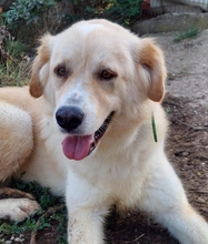 MONA, Hund, Mischlingshund in Griechenland - Bild 7