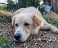 MONA, Hund, Mischlingshund in Griechenland - Bild 8