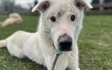 SALIX, Hund, Border Collie-Mix in Mengkofen - Bild 3