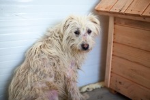 PAULCHEN, Hund, Mischlingshund in Rumänien - Bild 1