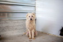 PAULCHEN, Hund, Mischlingshund in Rumänien - Bild 2