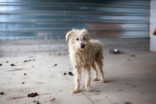 PAULCHEN, Hund, Mischlingshund in Rumänien - Bild 3