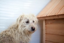 PAULCHEN, Hund, Mischlingshund in Rumänien - Bild 4