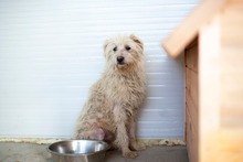 PAULCHEN, Hund, Mischlingshund in Rumänien - Bild 5