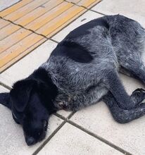 FALLON, Hund, Mischlingshund in Griechenland - Bild 7