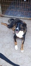 RICCI, Hund, Mischlingshund in Griechenland - Bild 12