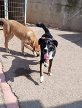 RICCI, Hund, Mischlingshund in Griechenland - Bild 16