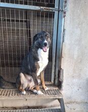RICCI, Hund, Mischlingshund in Griechenland - Bild 2