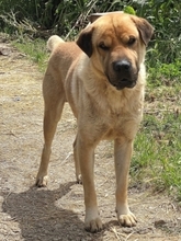 ELMO, Hund, Mischlingshund in Griechenland - Bild 1