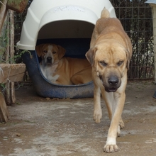 ELMO, Hund, Mischlingshund in Griechenland - Bild 10
