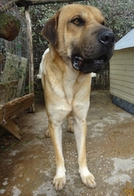 ELMO, Hund, Mischlingshund in Griechenland - Bild 11